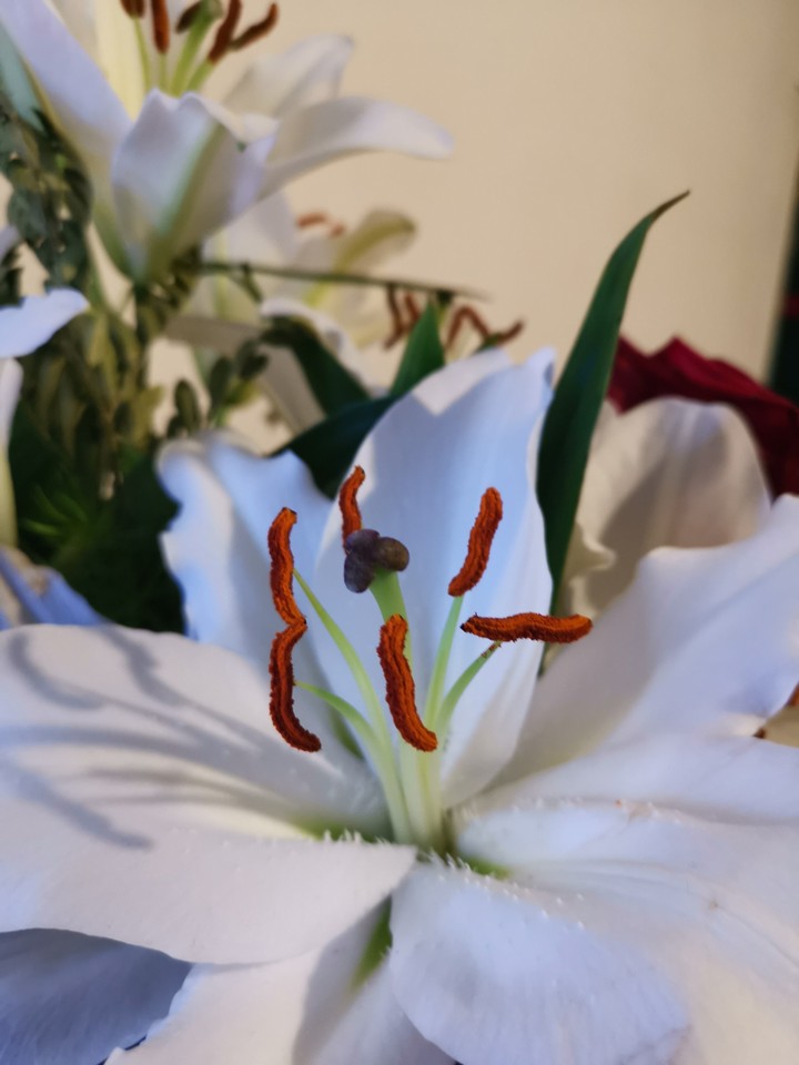 Fleur de lys