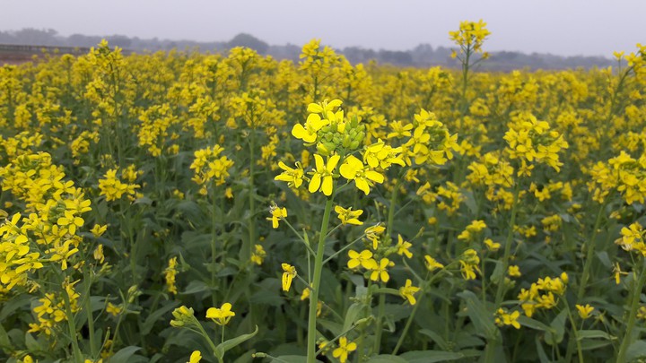 Beautiful flowers