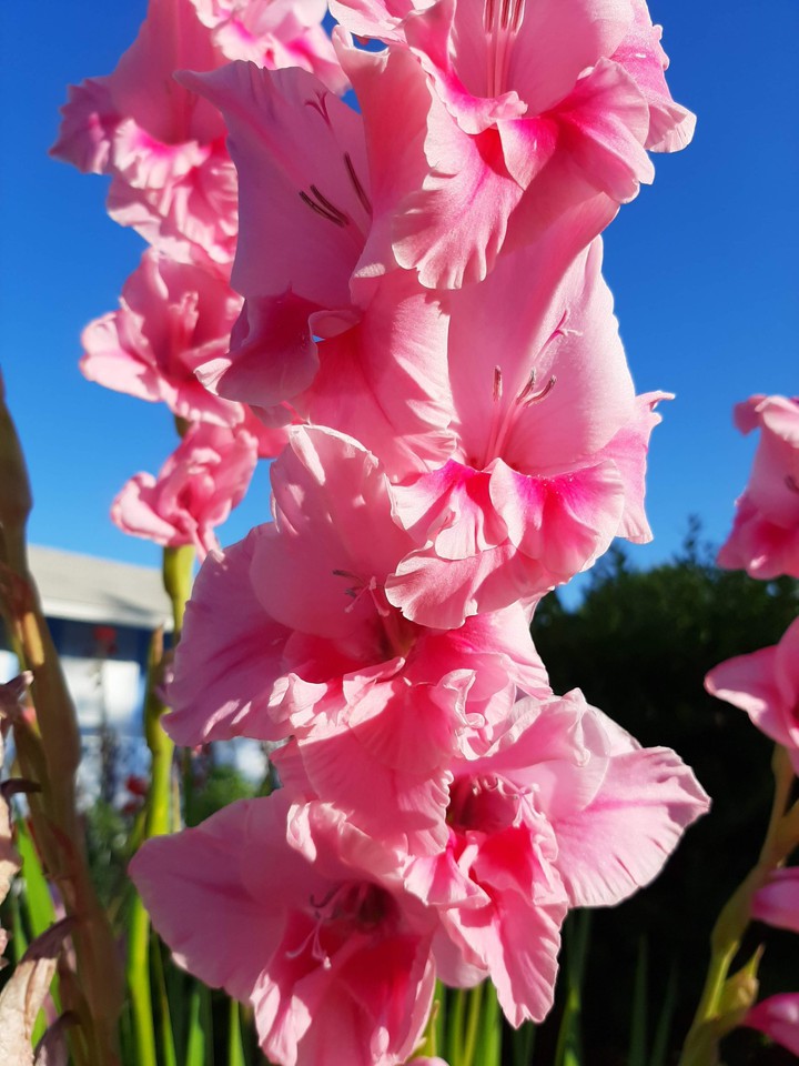 pinks