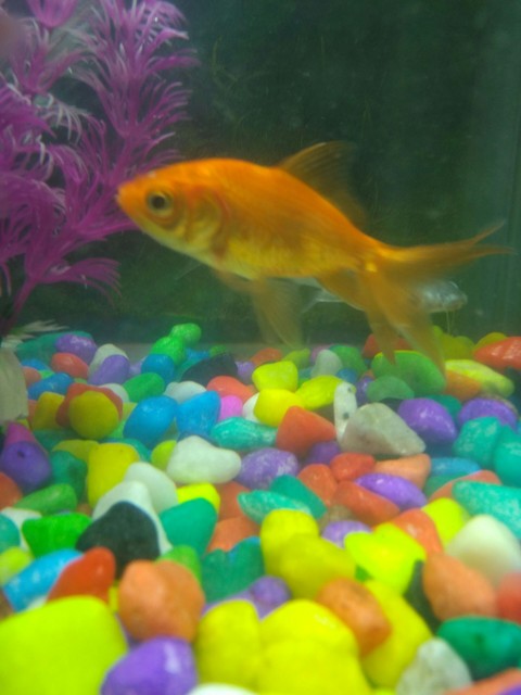 gold fish