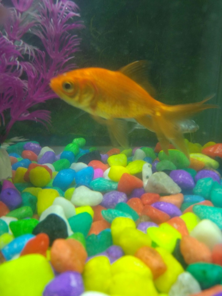 gold fish
