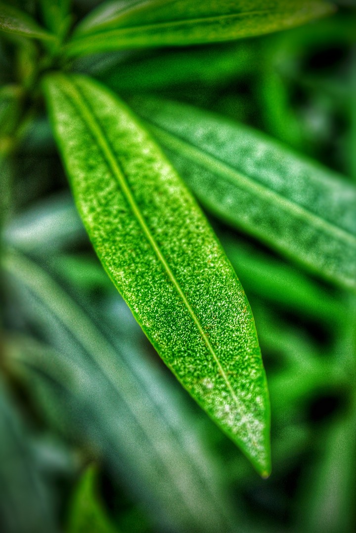 leaf