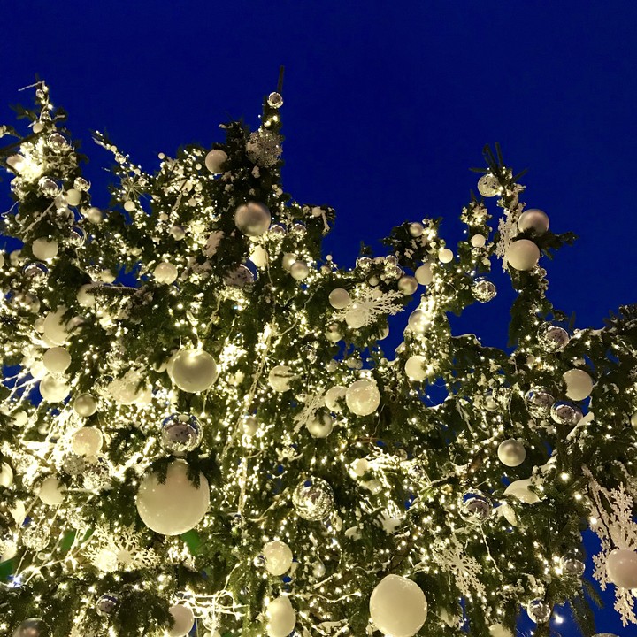 tree