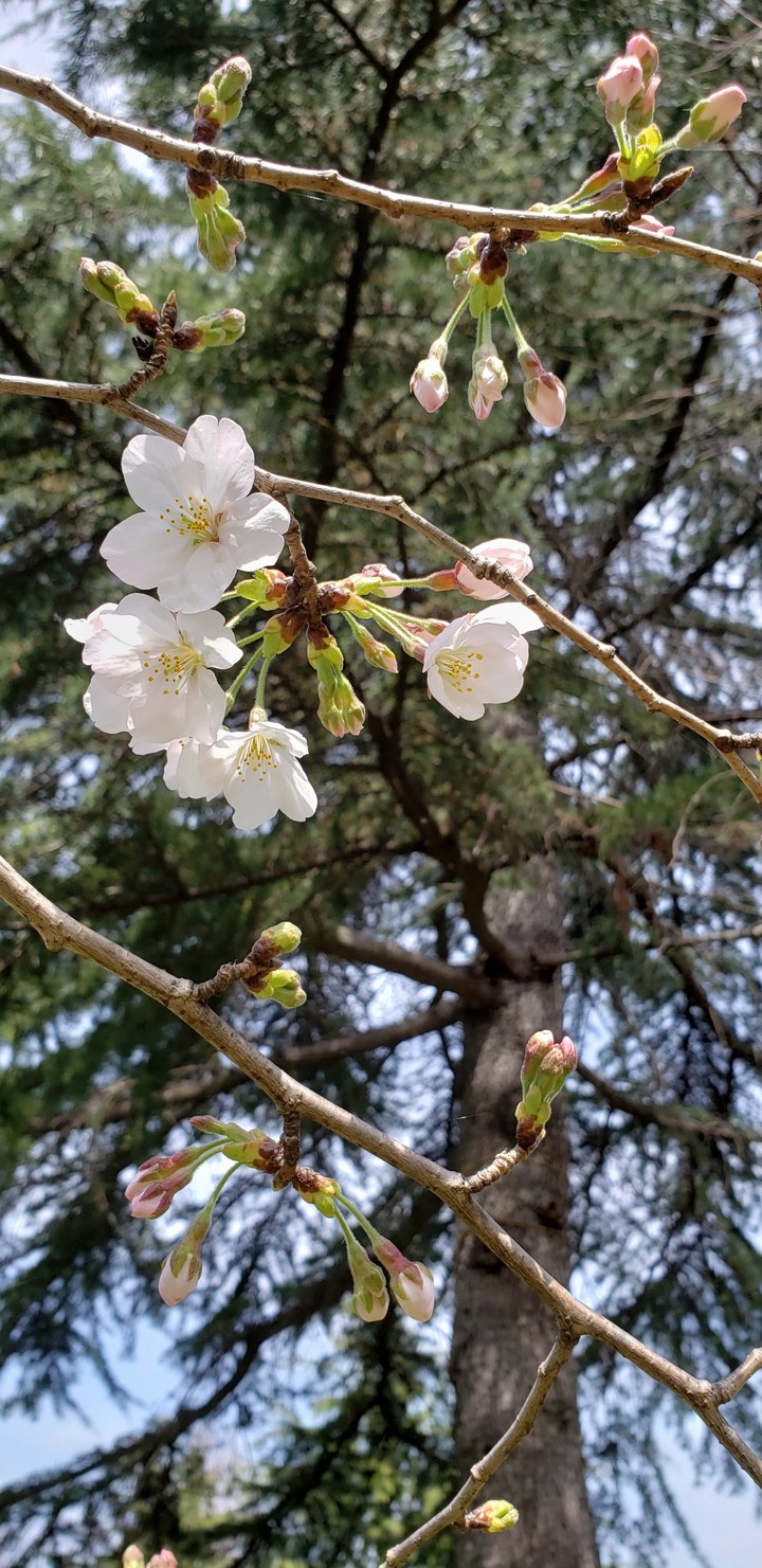 桜