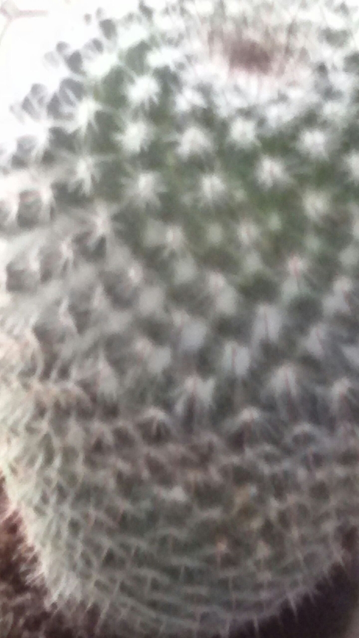 pianta grassa