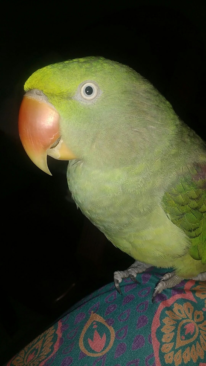 ☺parrot
