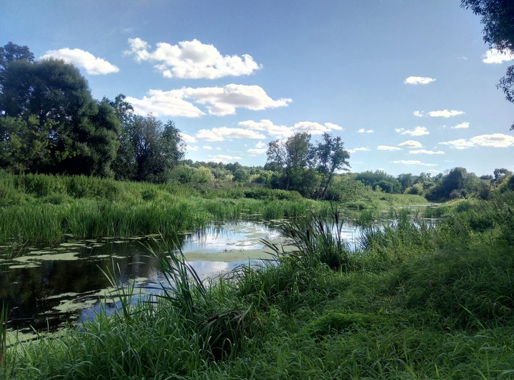 Nevėžis in august