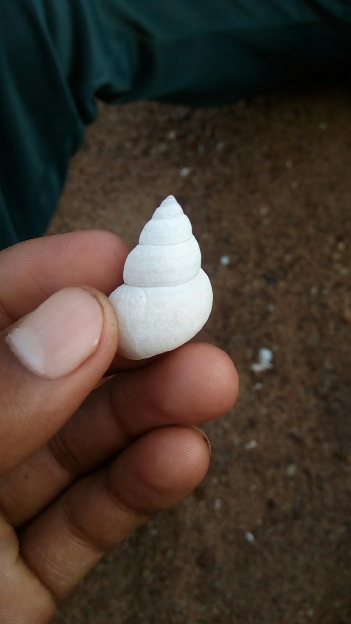 ghongha