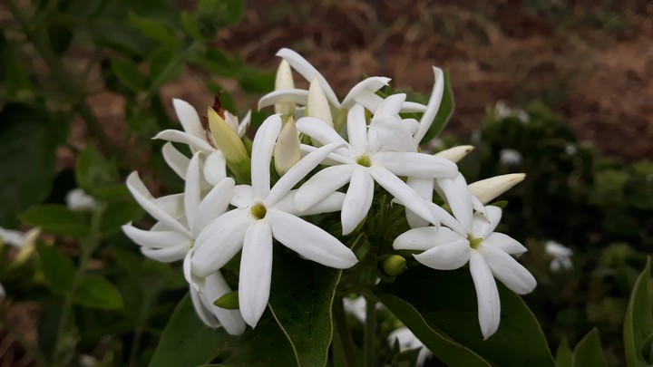 flower