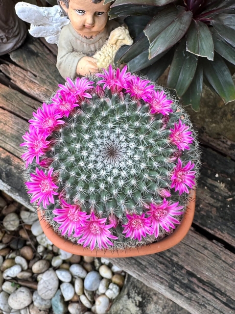sfondi purple, flowerpot
