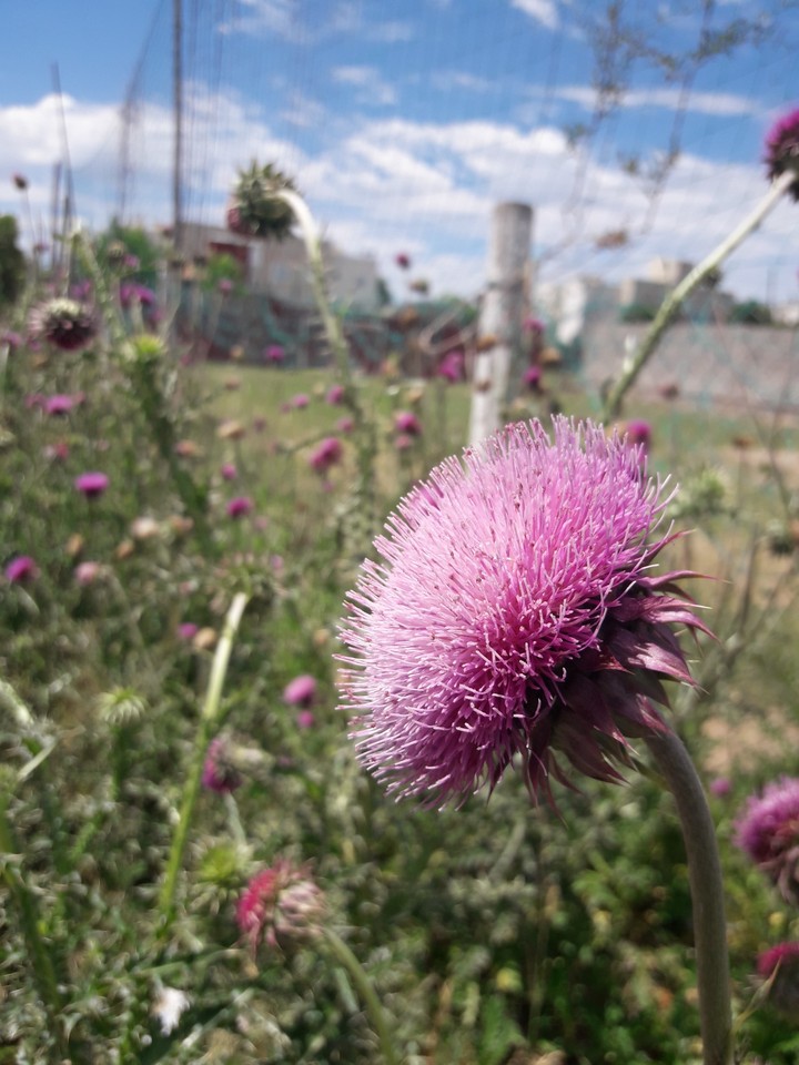 flower violence