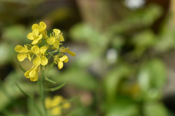 Mustard Flower