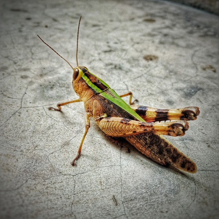 nature..... so many things...
