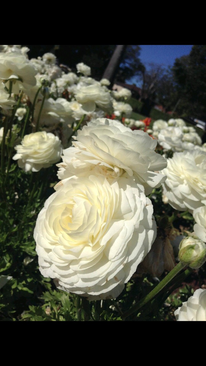 rose