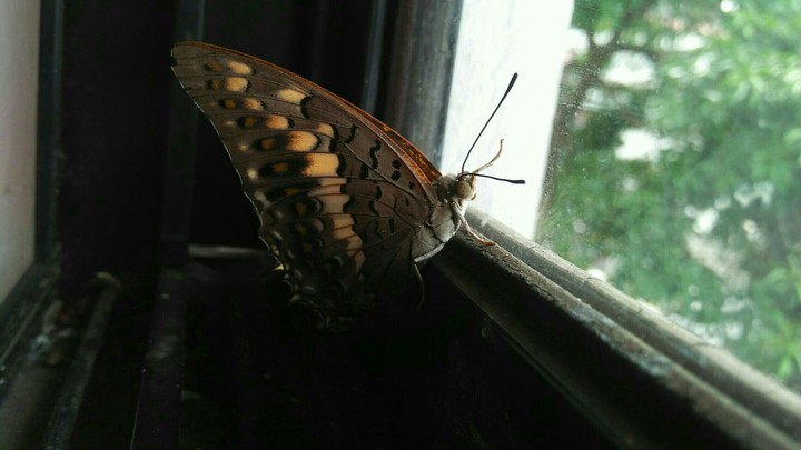 butterfly
