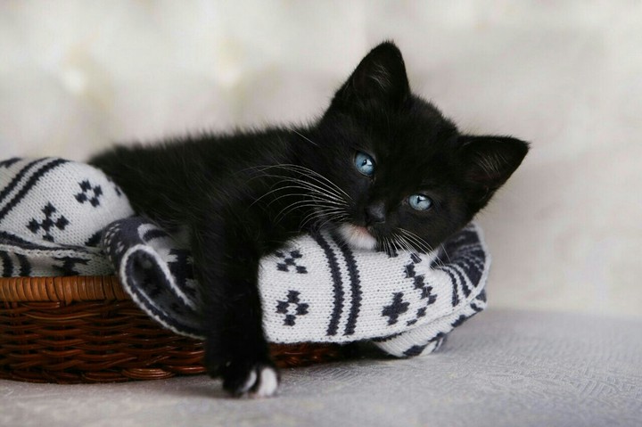 gato