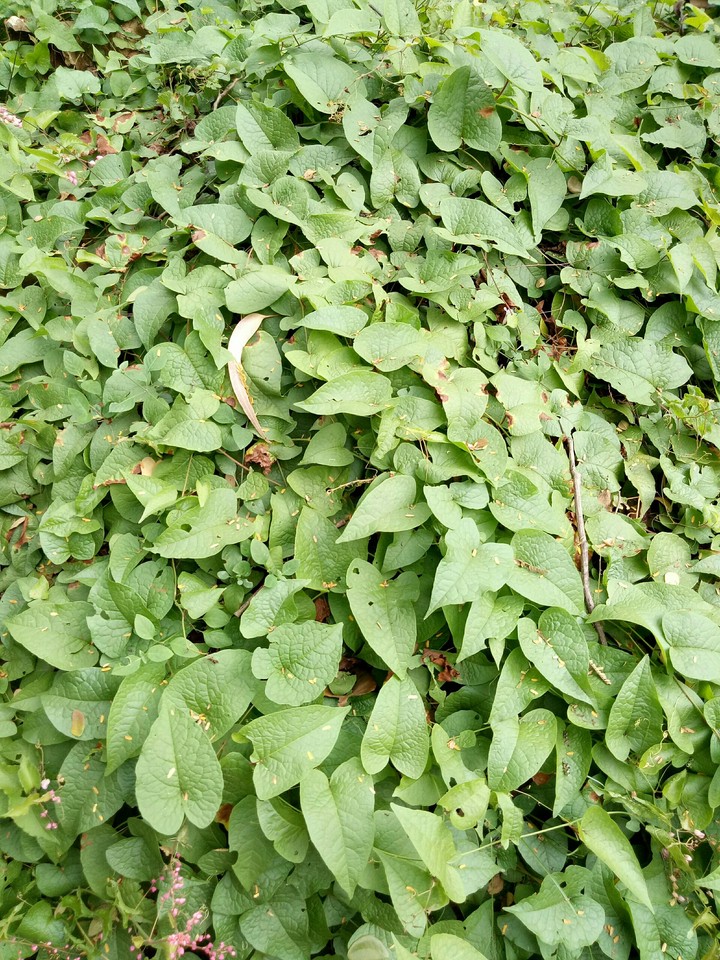 Greens