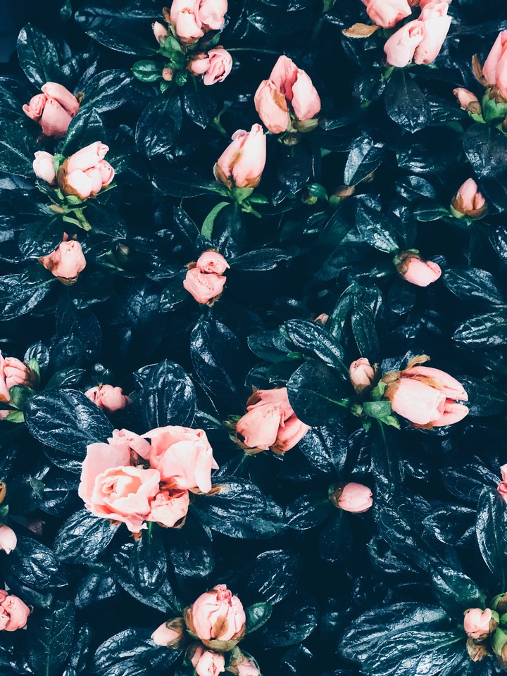 Roses