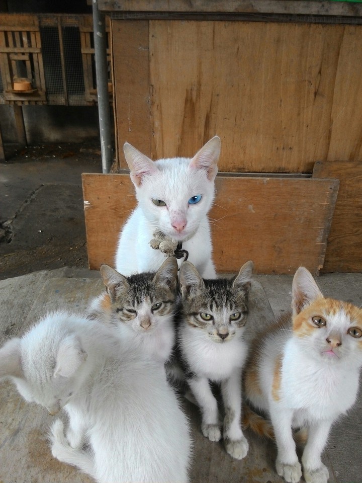 cats