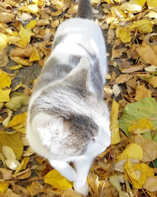 猫