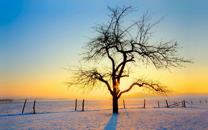 A strong tree in a beautiful winter