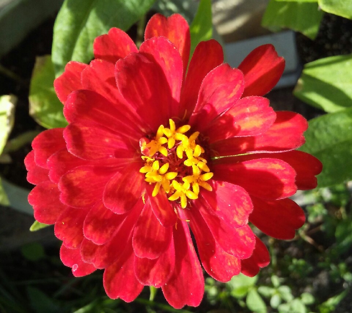red and yellow zinnia