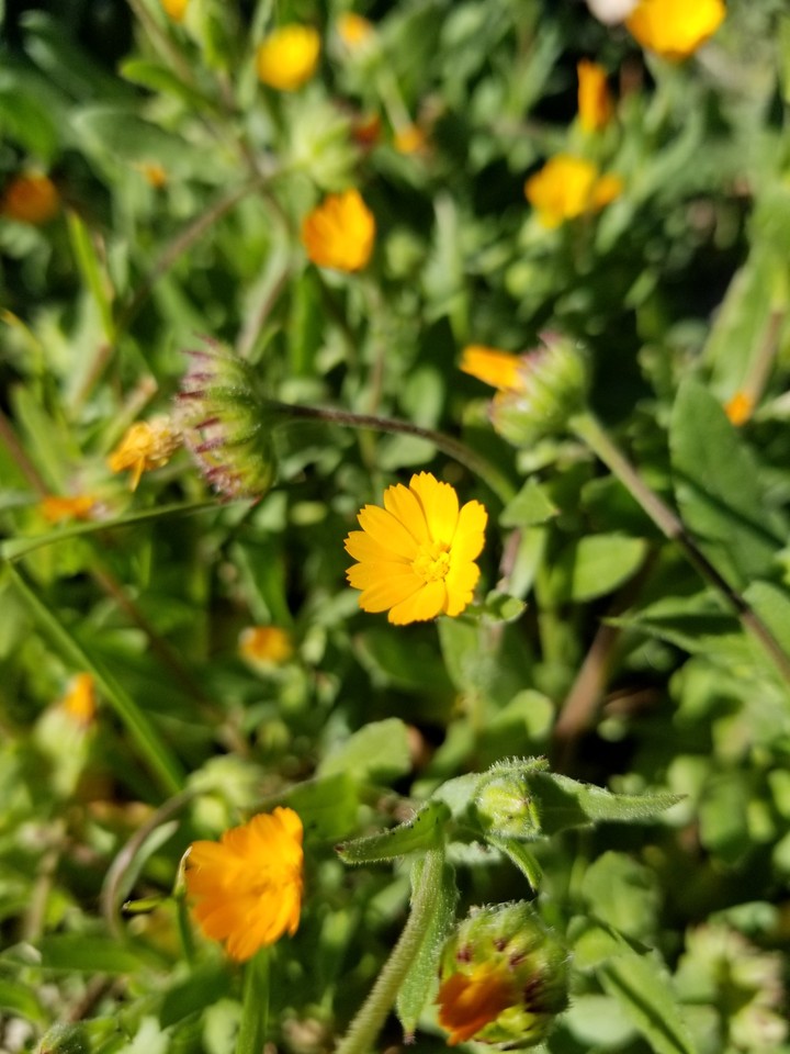 orange flower