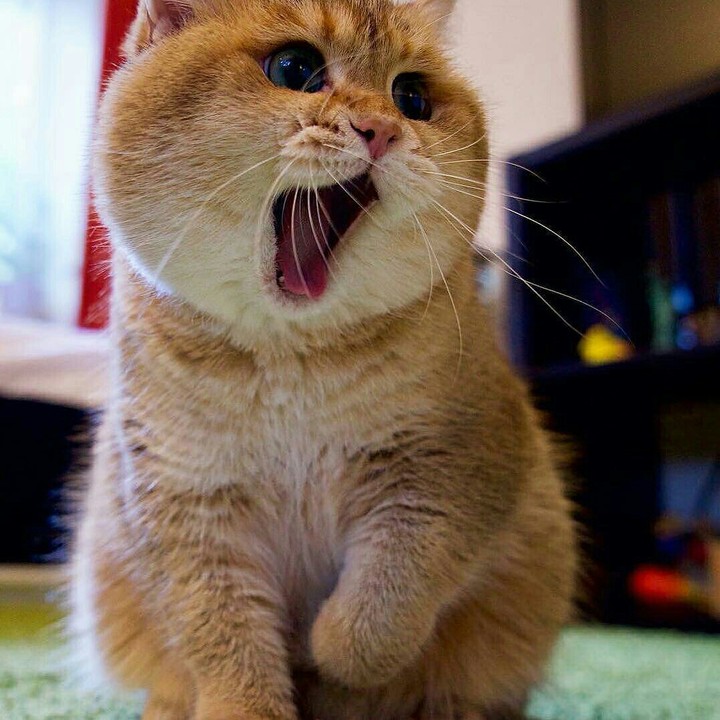 britishcat