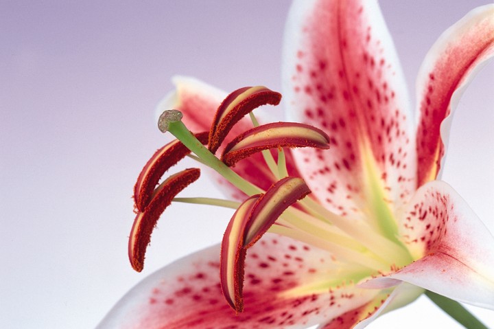 Beautiful Flowers