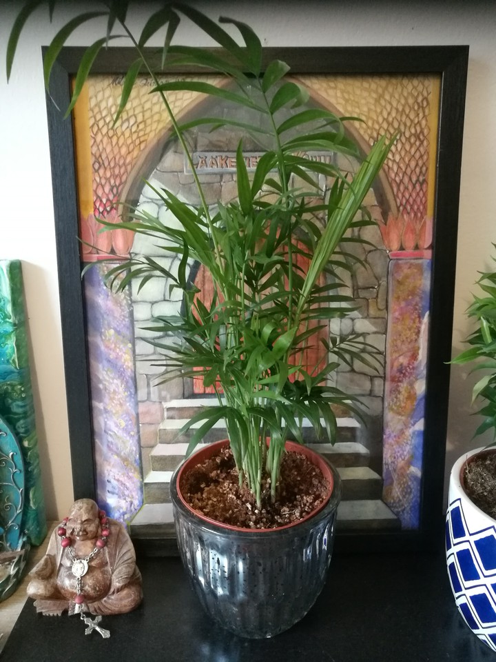 Painting and plant