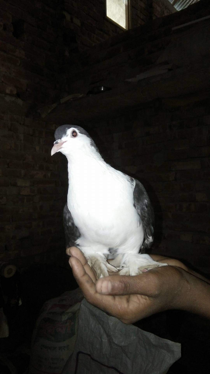 ??beautiful pigeon???️?️?️