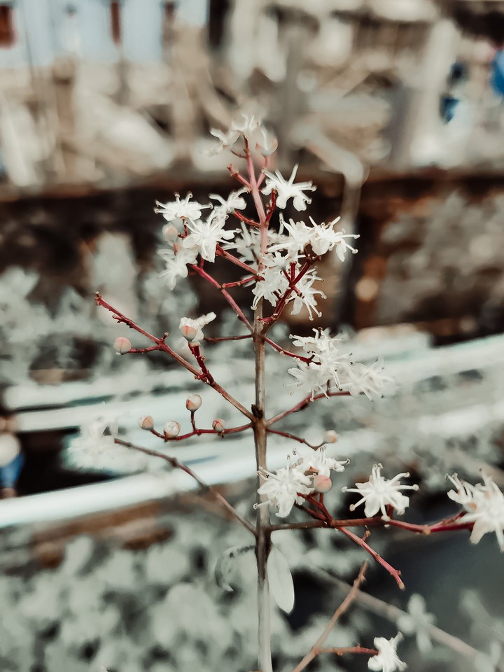 White Flower