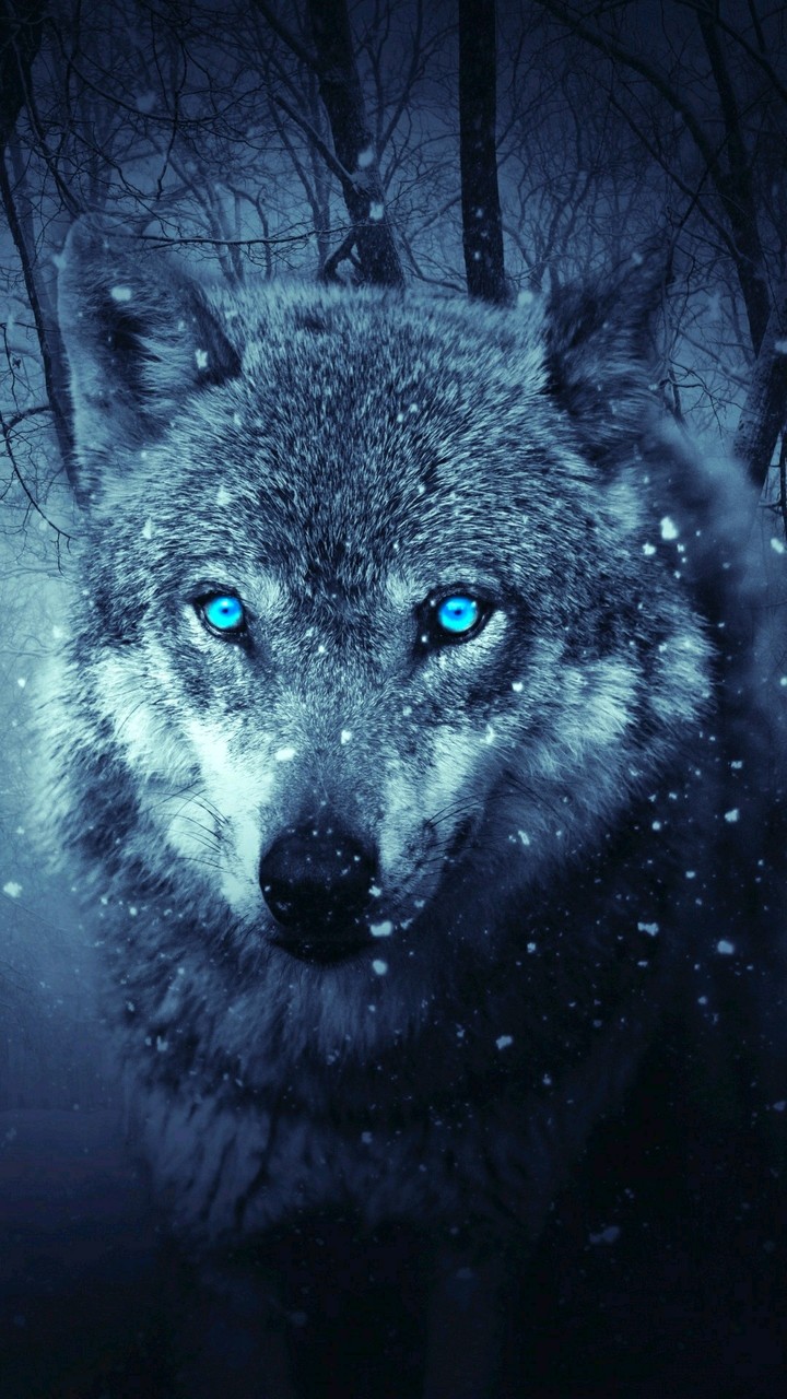 Snow Wolf!