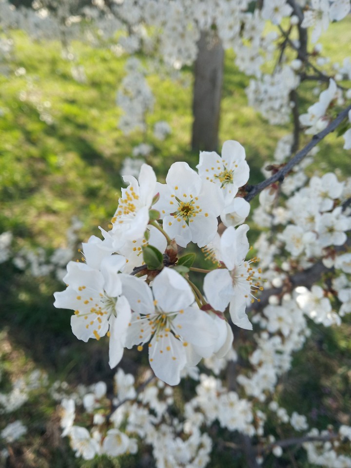 Spring