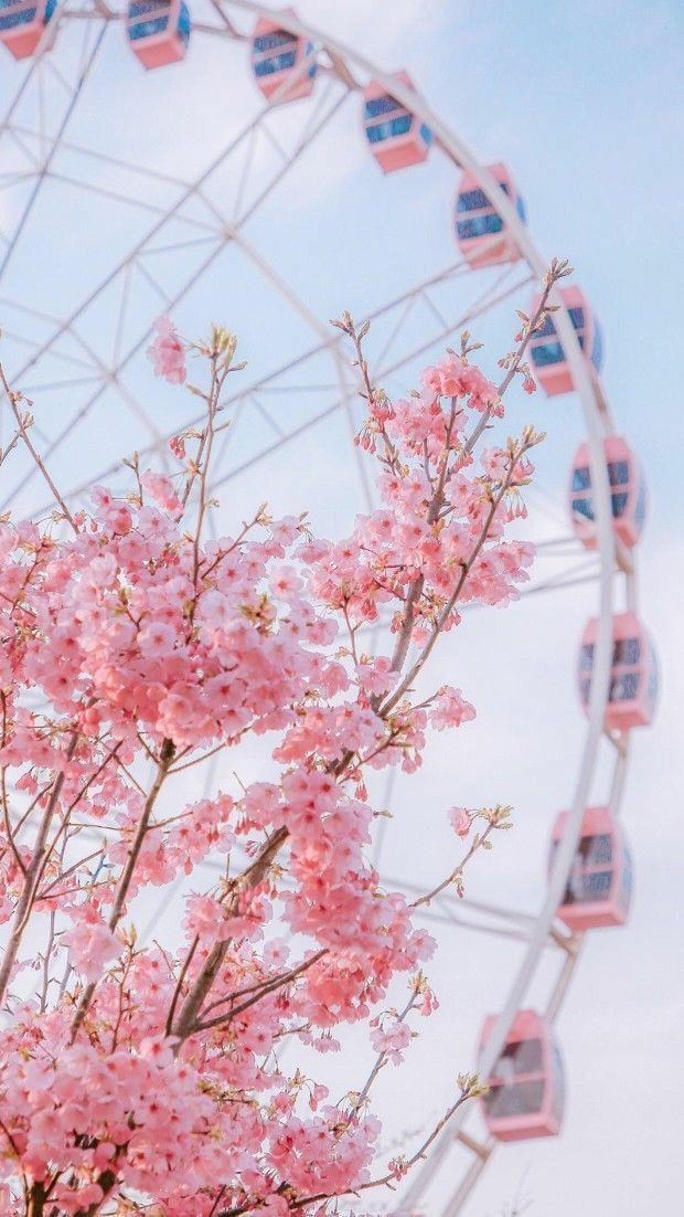 Cherry Blossoms