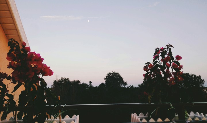 pink flowers