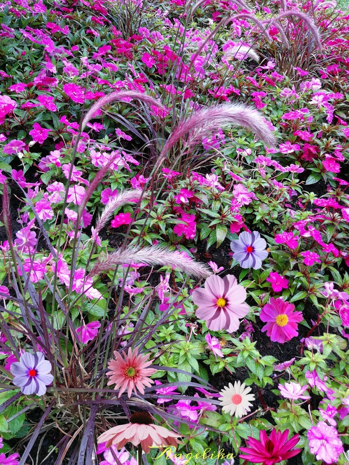 Natur und Flower