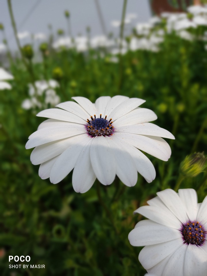 nature