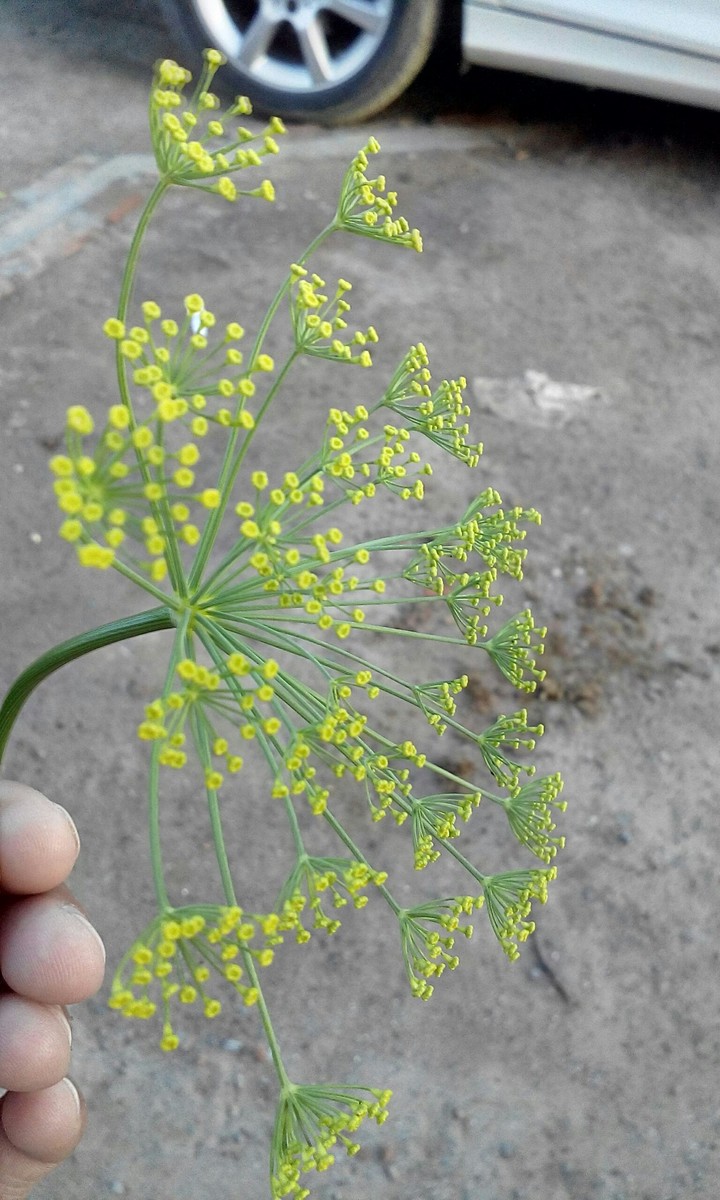 yellow green flower