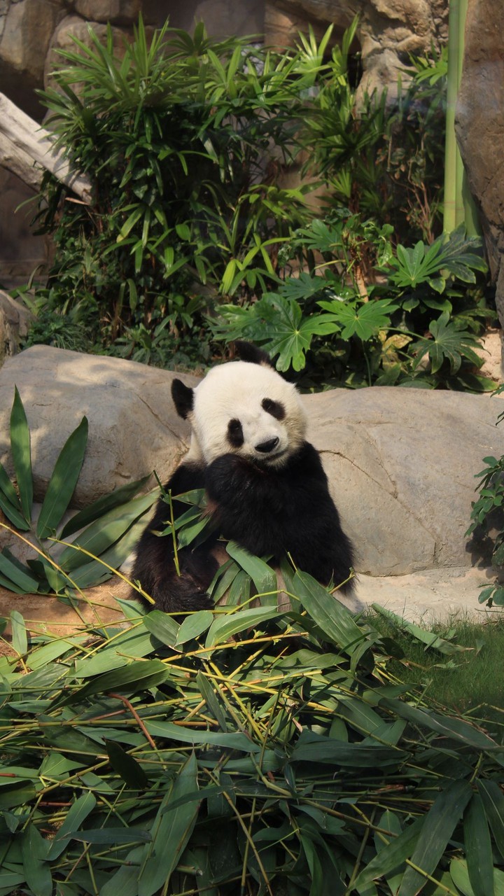 Панда  panda