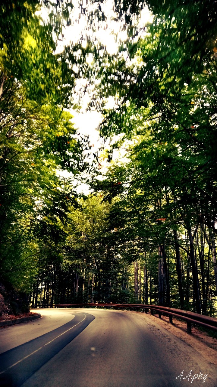 forest