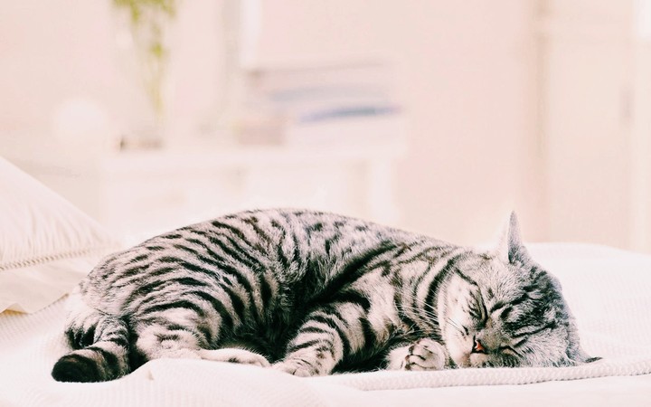 cat