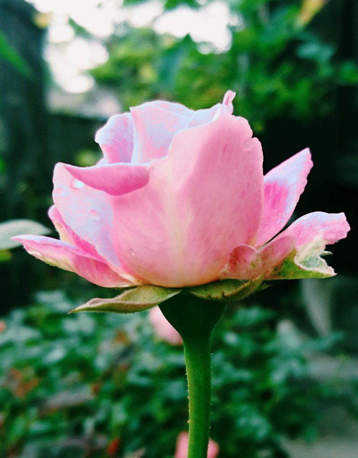 薔薇