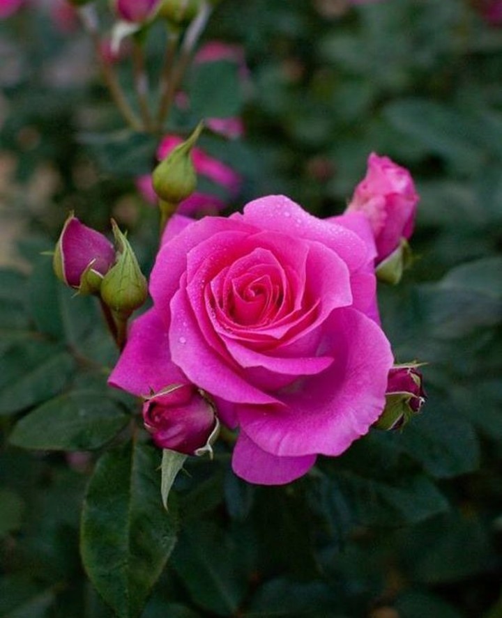 Hot Pink