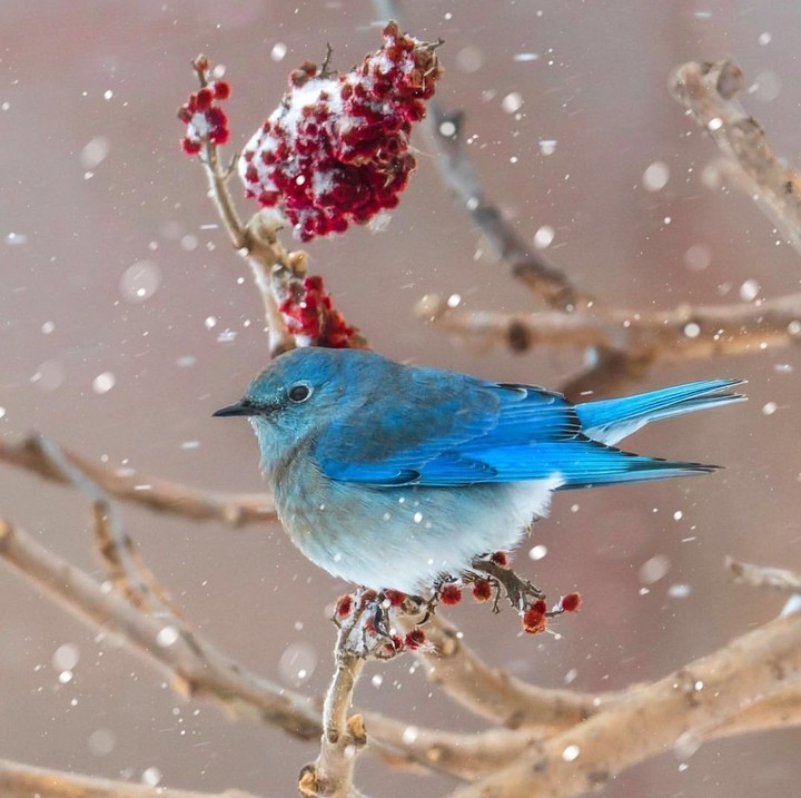 Winter & bird 
