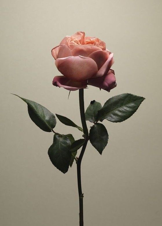 Rose ?