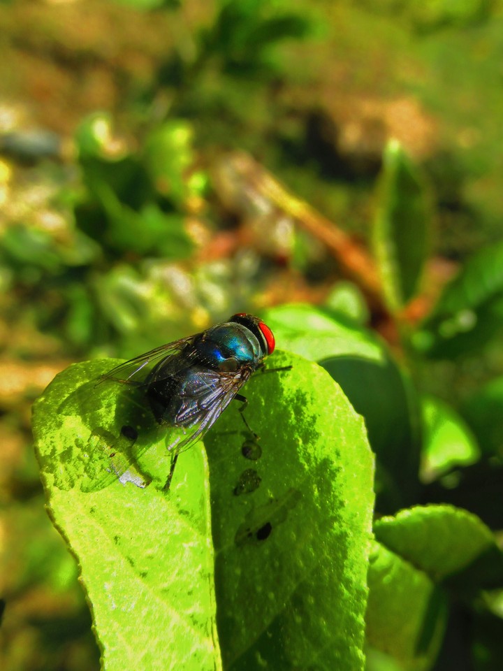 Fly on A Lemon Tree