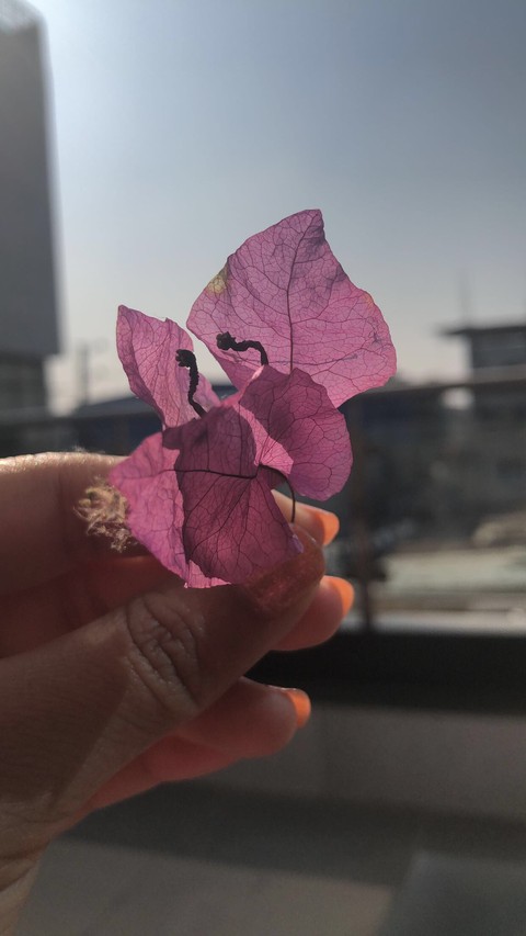 Enlighten blooming