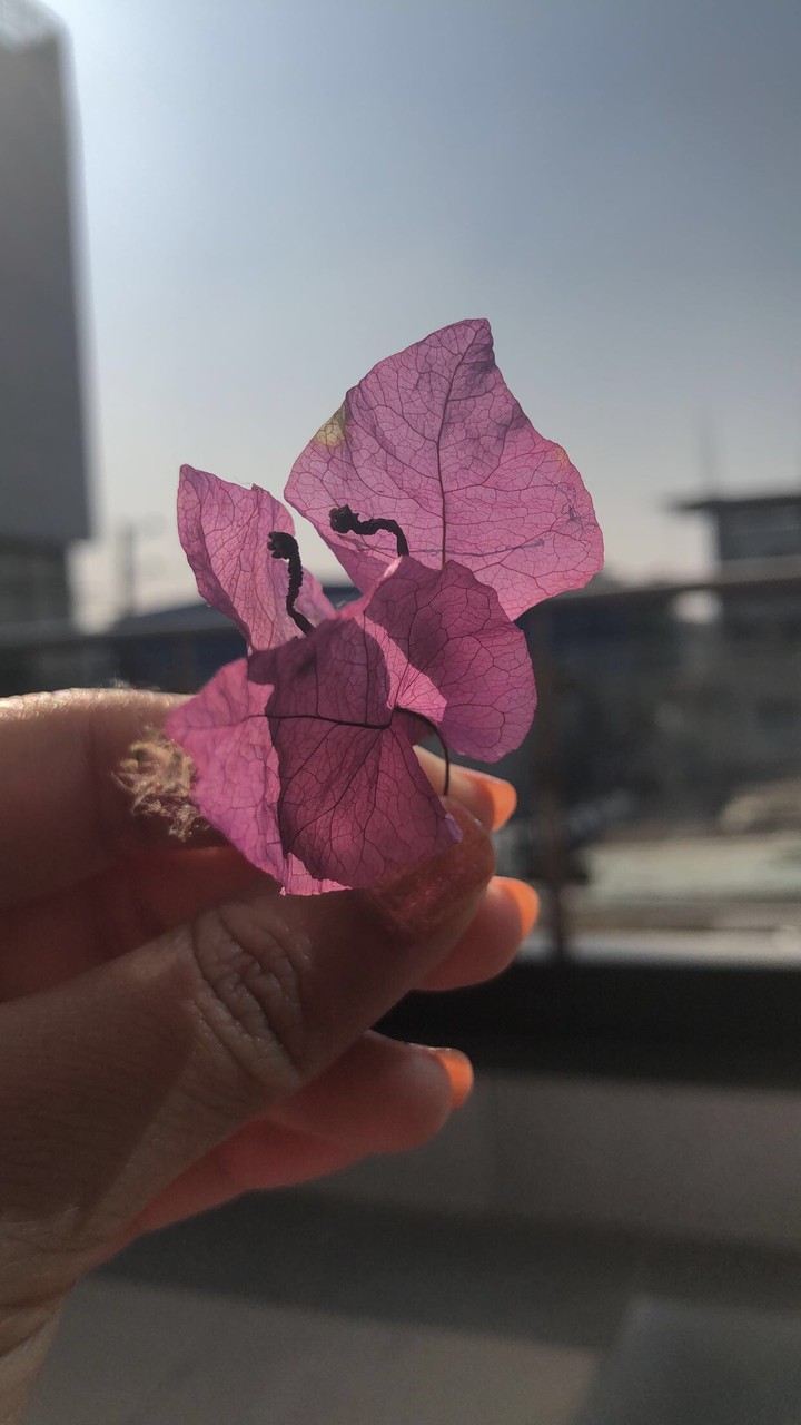 Enlighten blooming