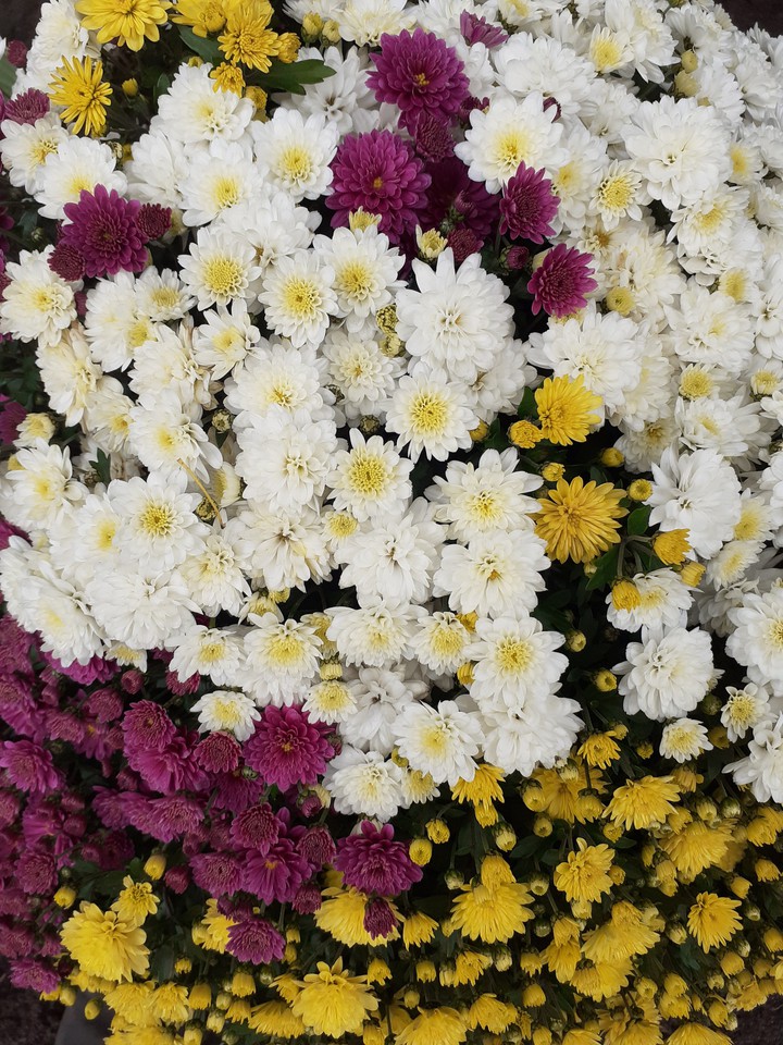 Flowers